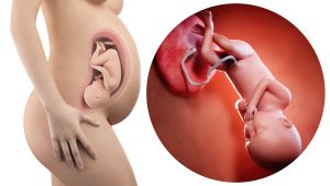 36 semaines de grossesse